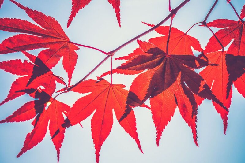 Crypto Lender Maple Partners with Liquid Staking Specialist Lido Finance