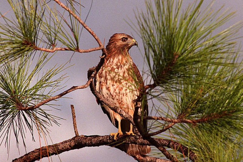 The Fed’s Turning Hawkish as This U.S. Employment Indicator Flashes Red