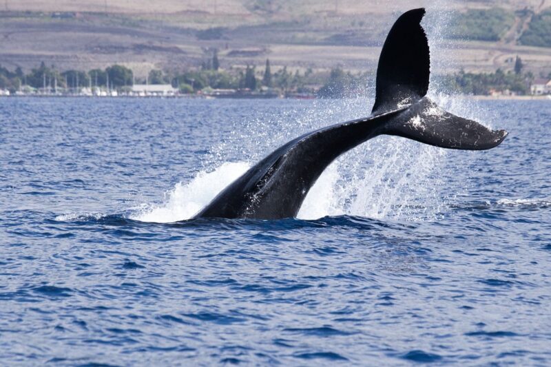 Bitcoin whales build long positions as funding stays deeply negative