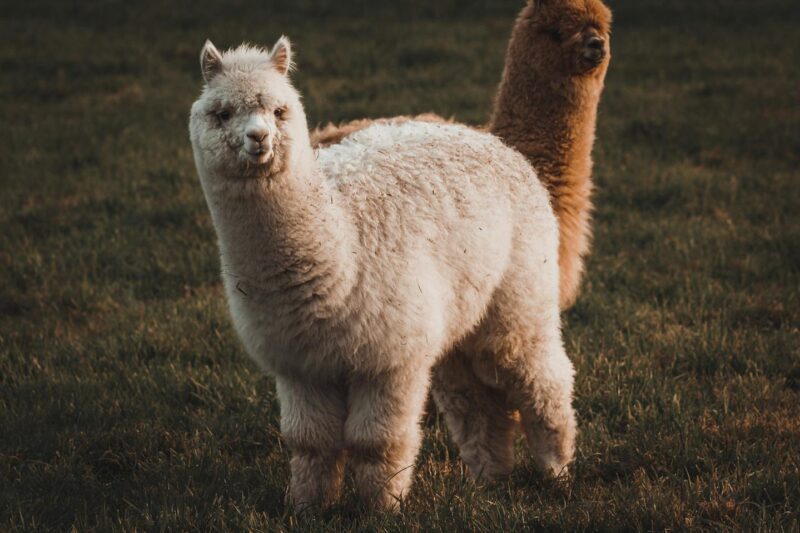 Crypto brokerage firm Alpaca raises $135 million for tokenized stock infrastructure