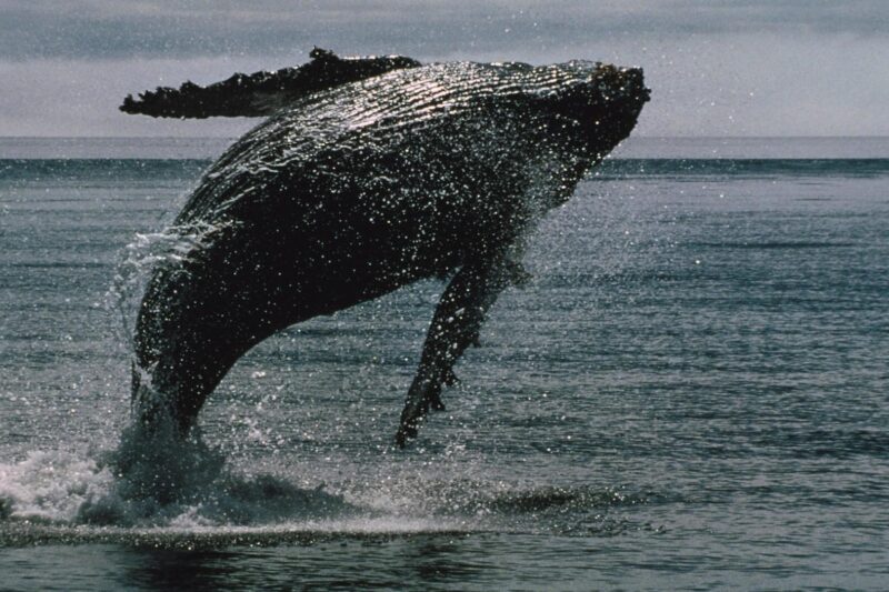 Bitcoin whales bought $16.7 billion of bitcoin in 2 weeks even as ETFs bled a record $4 billion